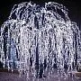 Световые деревья Ива